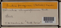 Image Associated With the Occurence